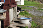 Stray Cat Beside a Pot of Water