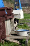 Homeless Cat Beside a Feeding Pot