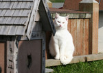 White Cat Sitting on the Edge of a Cat House