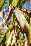 Ear of Corn Surrounded by Stalks