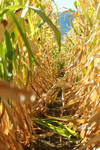 Path Through Corn Stalks