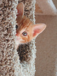 Orange Kitten Peeking From a Cat Tree
