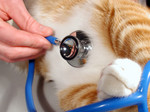 Stethoscope on a Cat