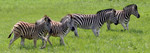 Zebras in a Field