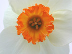 White Daffodil With an Orange Cup