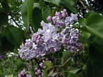 Purple Lilac Flowers on a Bush