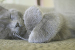 Gray Cat Sleeping With His Paws Crossed