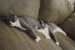 Two Gray Tuxedo Kittens Sleeping