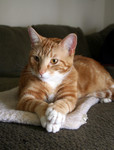 Orange Cat With Paws Crossed