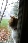 Calico Cat Looking Out Through a Window