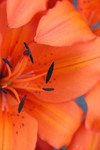 Orange Asiatic Lily