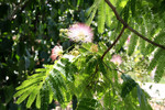 Flowers on a Mimosa Tree