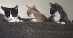 Three Cats Sitting on a Couch