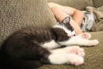 Tuxedo Kitten Sleeping