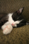 Sleeping Tuxedo Kitten