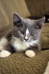 Grey and White Tuxedo Kitten
