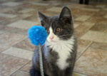 Gray and White Kitten Playing With a Cat Toy