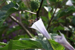 Purple Jimson Weed Flower With a Bee