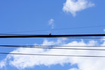 Power Lines Against a Blue Sky