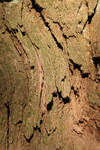 Bark of a Redwood Tree