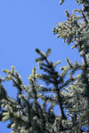 Blue Spruce Branches Against a Blue Sky
