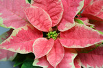 Pink and White Poinsettia Plant