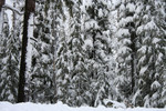 Trees Covered in Snow, Rogue River National Forest