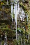 Icicles and Moss