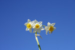 Wild Daffodils Against the Blue Sky