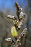 Pussy Willow Buds