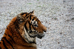 Bengal Tiger Resting