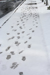 Footprints in Snow on a Sidewalk