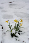 Daffodils in Snow, Jacksonville, Oregon