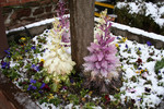 Flower Bed in Snow
