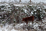 Calf in Snow, Ruch, Oregon