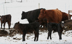 Calves at Bishop Creek, Ruch, Oregon