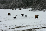 Cattle in a Wintry Landscape