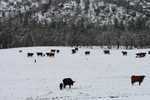 Cattle in Snow, Bishop Creek, Ruch, Oregon