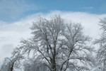 Snow Covered Tree in Winter