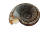 Brown Ramshorn Shell