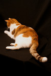 Calico Cat on a Black Background