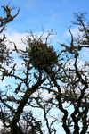 Mistletoe in an Oak Tree