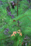 Baby Pine Tree with Purple California Honeysuckle