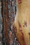 Pacific Madrone (Arbutus menziesii) and a Ponderosa Pine (Pinus ponderosa)