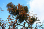 Mistletoe in an Oak Tree
