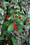 Red Honeysuckle (Lonicera ciliosa) Berries