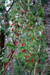 Red Honeysuckle (Lonicera ciliosa) Berries in Autumn