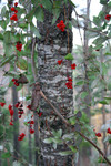 Red Honeysuckle Berries