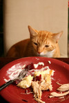 Cat Sneaking Human Food