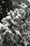 Blue Spruce in Snow
